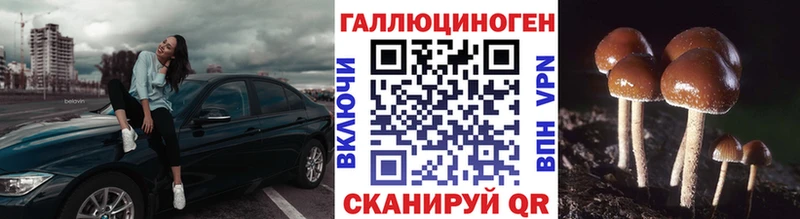 где продают наркотики  Щёкино  Галлюциногенные грибы Psilocybine cubensis 